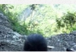 Fode danadinha enquanto mostra a paisagem